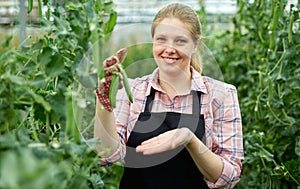 Young woman horticulturist in gloves picking harvest of pease