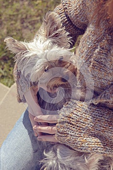 Young woman hugging and cuddling her Yorkshire terrier puppy dog in her lap