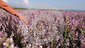 A young woman with long hair gently caresses the sage bushes with her hand. Field of Clary sage - Salvia Sclarea in