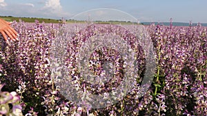 A young woman with long hair gently caresses the sage bushes with her hand. Field of Clary sage - Salvia Sclarea in