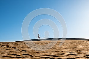 Young woman with long skirt dancing in the distance in evocative and confident way on top of desert dune with clear blue sky