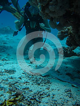 Young woman looking on a small slope while diving with scuba