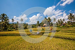 Young woman in the middle of rice terrace