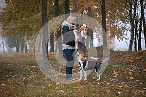Young woman pet owner with two dogs playing in autumn leaves