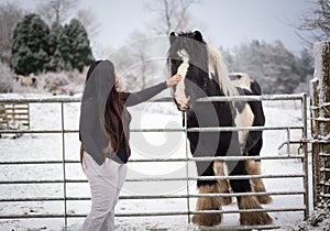 Young woman petting a furry Galineers Cob horse in a snow-covered ranch in winter