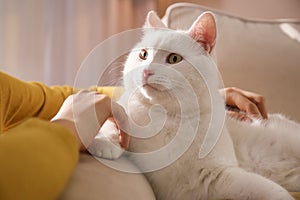 Young woman petting her beautiful white cat at home. Fluffy pet