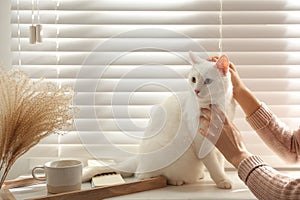 Young woman petting her white cat at home, closeup. Fluffy pet