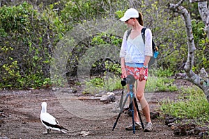 Young woman photographing Nazca Booby, Genovesa Island, Galapagos National Park, Ecuador