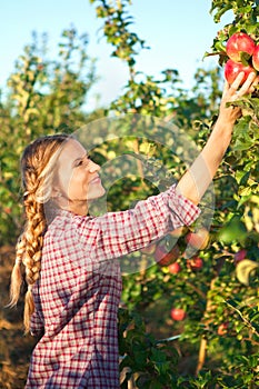 Young woman picking apples from apple tree on a lovely sunny sum