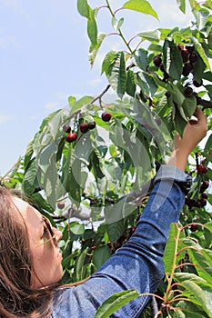 Young Woman Picking Cherries