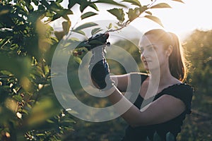 Young woman picking cherries in a orchard