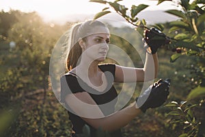 Young woman picking cherries in a orchard