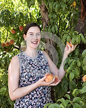 Young Woman Picking Fresh Peach from Tree.