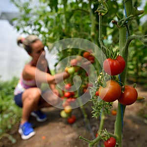 Young woman picking fresh tomatoes