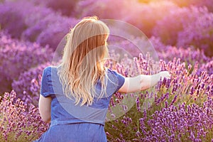 Young woman picking lavender flowers at sunset. photo