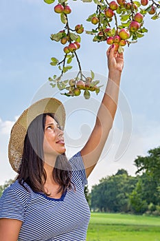 Young woman picking red apples from apple tree
