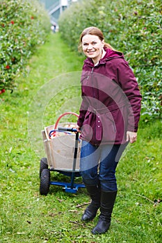 Young woman picking red apples in an orchard