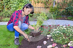 Young woman planting basil plant in garden soil