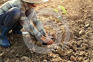 young woman planting the tree in garden. concept eco