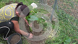 Young woman planting white calla flower  in the garden with green grass all around