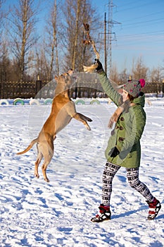 Young woman playing with American Pit Bull Terrier in winter