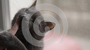 Young woman plays with a gray cat on a windowsill with her hand