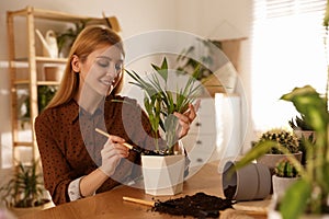 Young woman potting beautiful plant. Engaging hobby