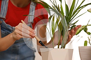 Young woman potting beautiful plant at home. Engaging hobby