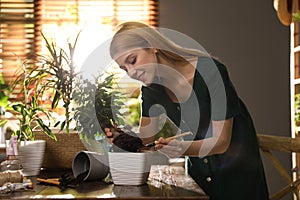 Young woman potting ficus plant. Engaging hobby