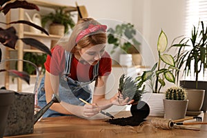 Young woman potting succulent plant. Engaging hobby