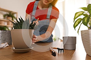 Young woman potting succulent plant at home. Engaging hobby