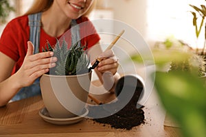 Young woman potting succulent plant at home. Engaging hobby