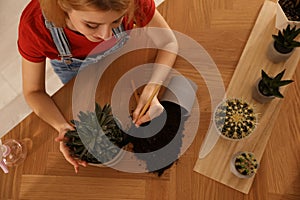 Young woman potting succulent plant at home. Engaging hobby