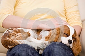 Young woman with puppy sleeping on lap