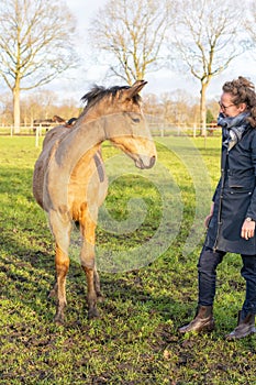 Young woman in a raincoat with her yellow 1 year old stallion in the pasture. Curious horse`s head while being brushed. Brush is