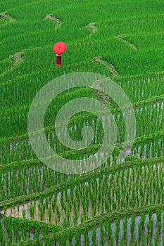 Young woman with red umbrella relaxing in green rice terraces on holiday at pa bong paing village,  Mae-Jam Chiang mai, Thailand