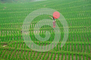 Young woman with red umbrella relaxing in green rice terraces on holiday at pa bong paing village,  Mae-Jam Chiang mai, Thailand