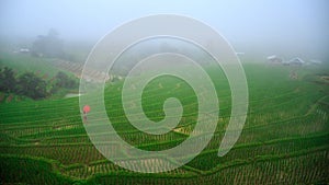 Young woman with red umbrella relaxing in green rice terraces on holiday at pa bong paing village,  Mae-Jam Chiang mai, Thailand