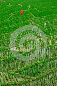 Young woman with red umbrella relaxing in green rice terraces on holiday at pa bong paing village,  Mae-Jam Chiang mai, Thailand