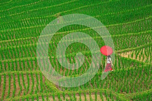 Young woman with red umbrella relaxing in green rice terraces on holiday at pa bong paing village,  Mae-Jam Chiang mai, Thailand