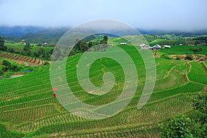 Young woman with red umbrella relaxing in green rice terraces on holiday at pa bong paing village,  Mae-Jam Chiang mai, Thailand