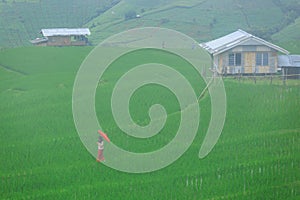 Young woman with red umbrella relaxing in green rice terraces on holiday at pa bong paing village,  Mae-Jam Chiang mai, Thailand