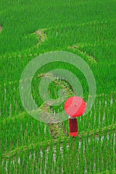 Young woman with red umbrella relaxing in green rice terraces on holiday at pa bong paing village,  Mae-Jam Chiang mai, Thailand