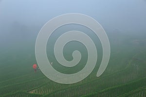 Young woman with red umbrella relaxing in green rice terraces on holiday at pa bong paing village,  Mae-Jam Chiang mai, Thailand