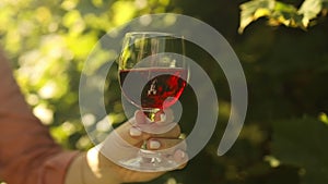 Young woman with red wine glass standing on the beautiful vineyard during the sunset. Vineyard field. Wine tasting in