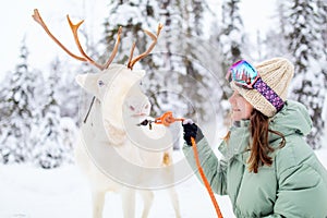 Young woman with reindeer in Lapland