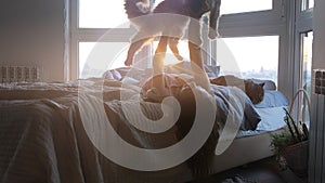 Young woman relaxing with her lovely Maine Coon cats laying down in bed by the window during sunset with lens flare