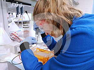 Young woman researcher loading amplified DNA samples to agarose gel