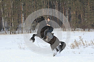 Young woman rids on black horse in snowy countryside - the steed stands on its hind legs