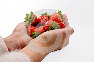 Young woman`s hand having picked a bunch of organic strawberries, this is an ideal fresh fruit full of vitamins and nutrients